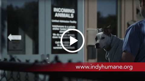 Indy Humane :30 Ad